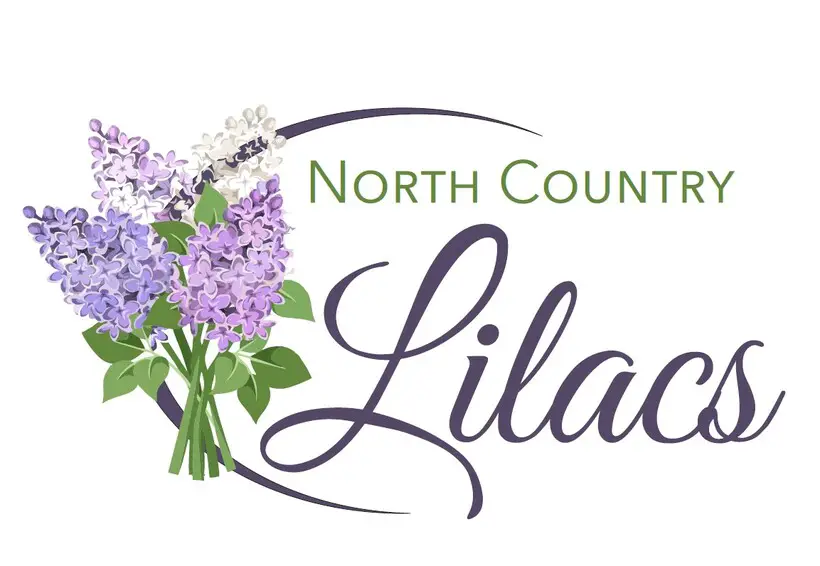 North Country Lilacs